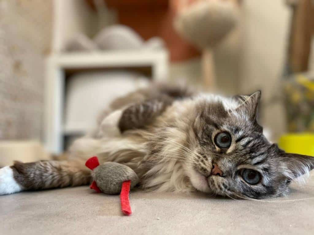 kat speelt met kattenrkuid speeltje
