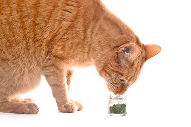 rosse kat ruikt aan catnip, valeriaan