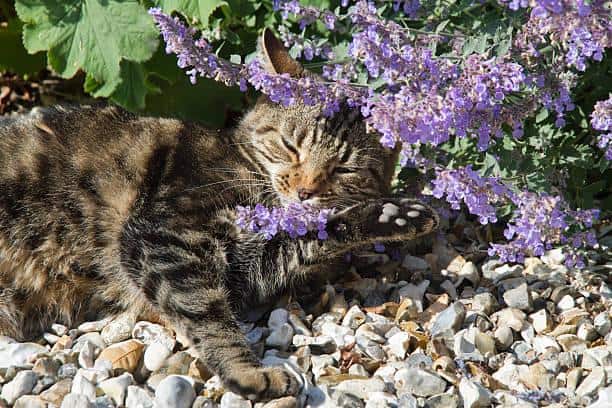 kat slaapt tussen valeriaanplanten