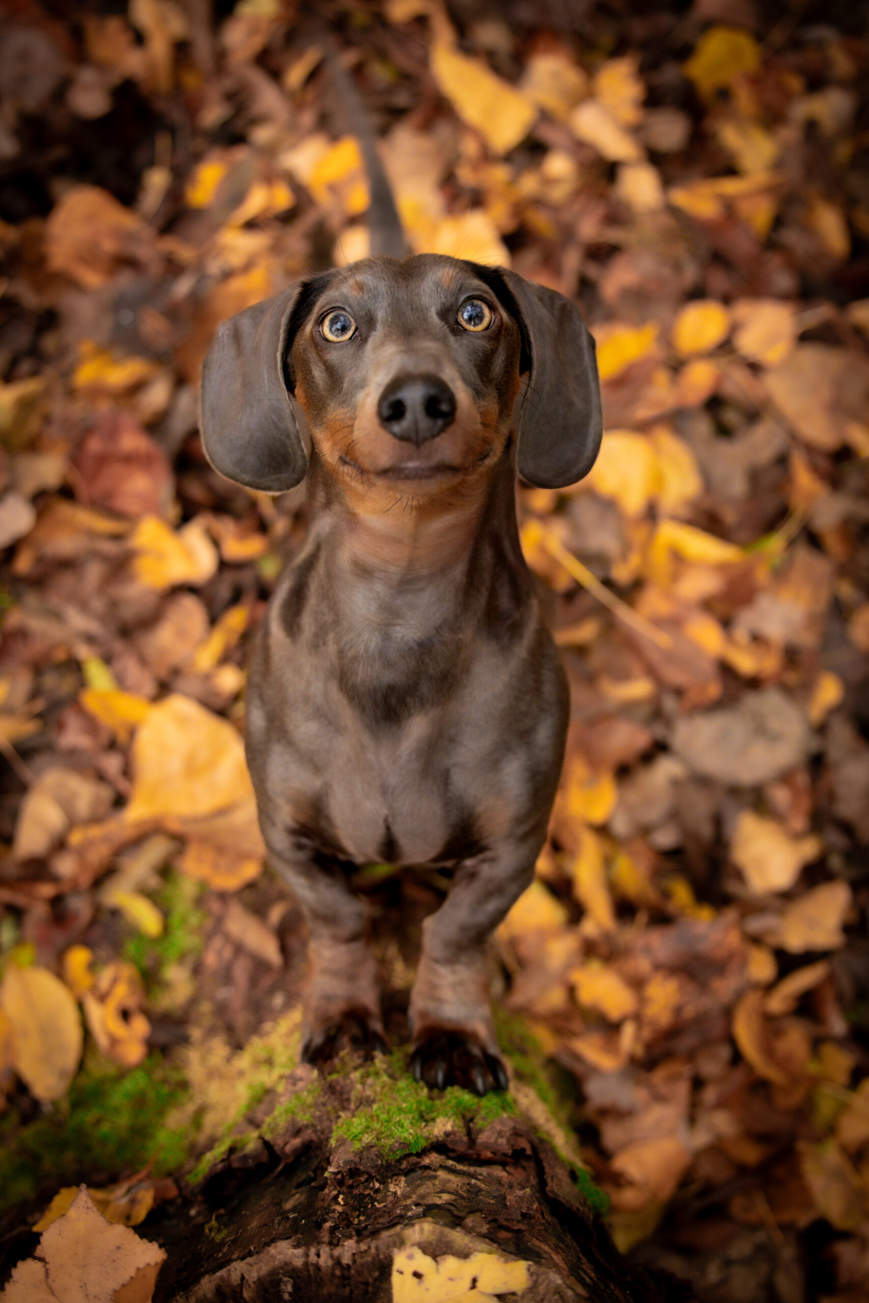 12 -Beestig Geflitst-